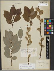 Foto von Salix appendiculata Vill. x Salix caprea L.